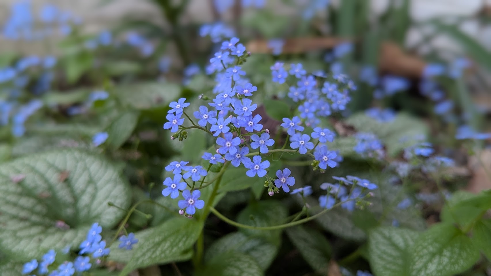 Forget Me Not