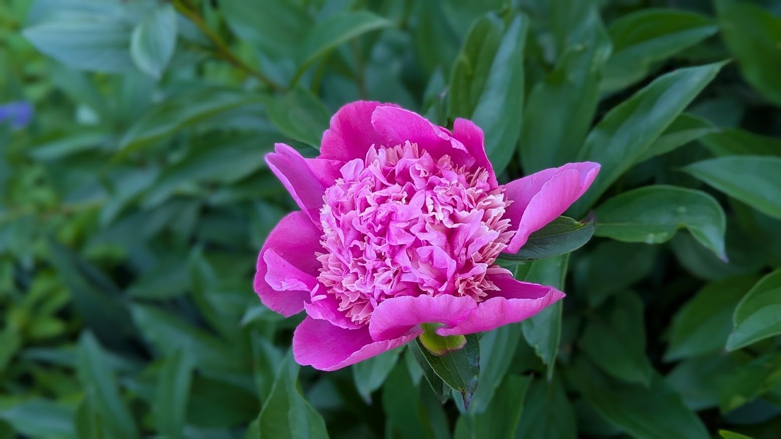 Peonies